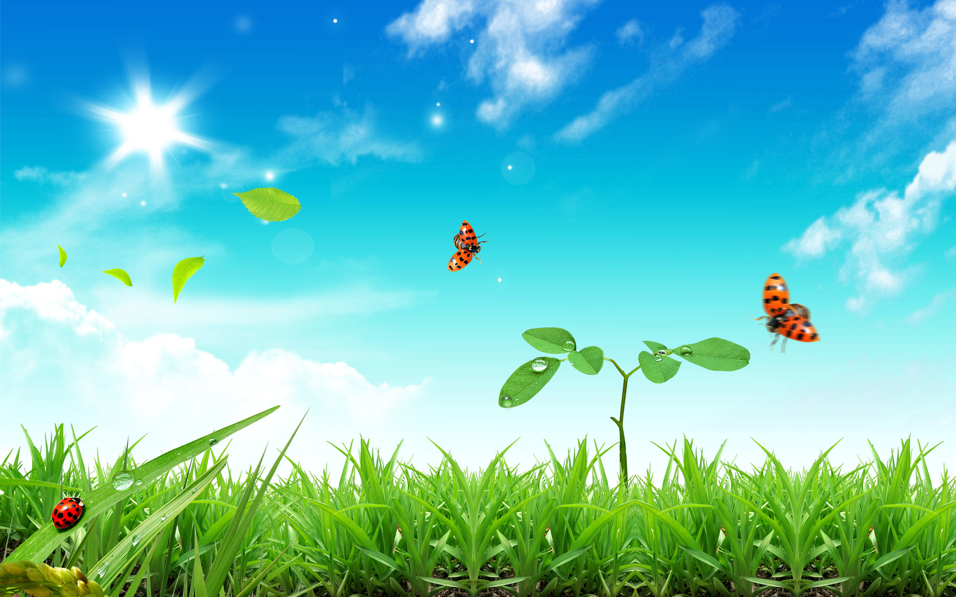 Free Wallpaper Of Natural Scenery: Three Ladybirds Flying In The ...