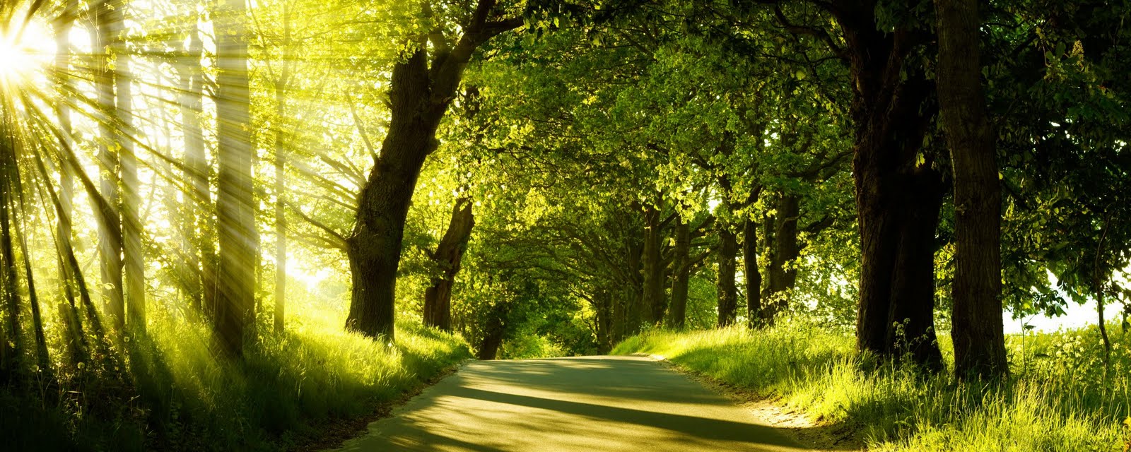 Desktop Nature wallpaper: beautiful pictures of green nature ...
