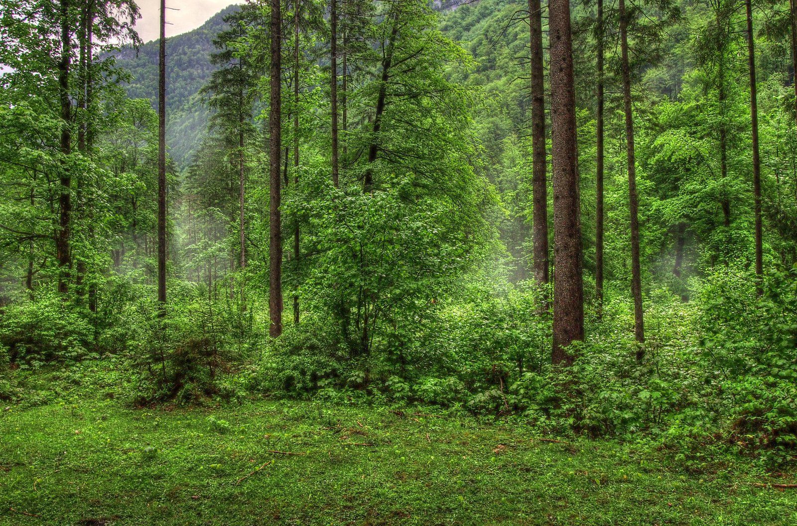 Forest Background Pictures - Widescreen HD Wallpapers