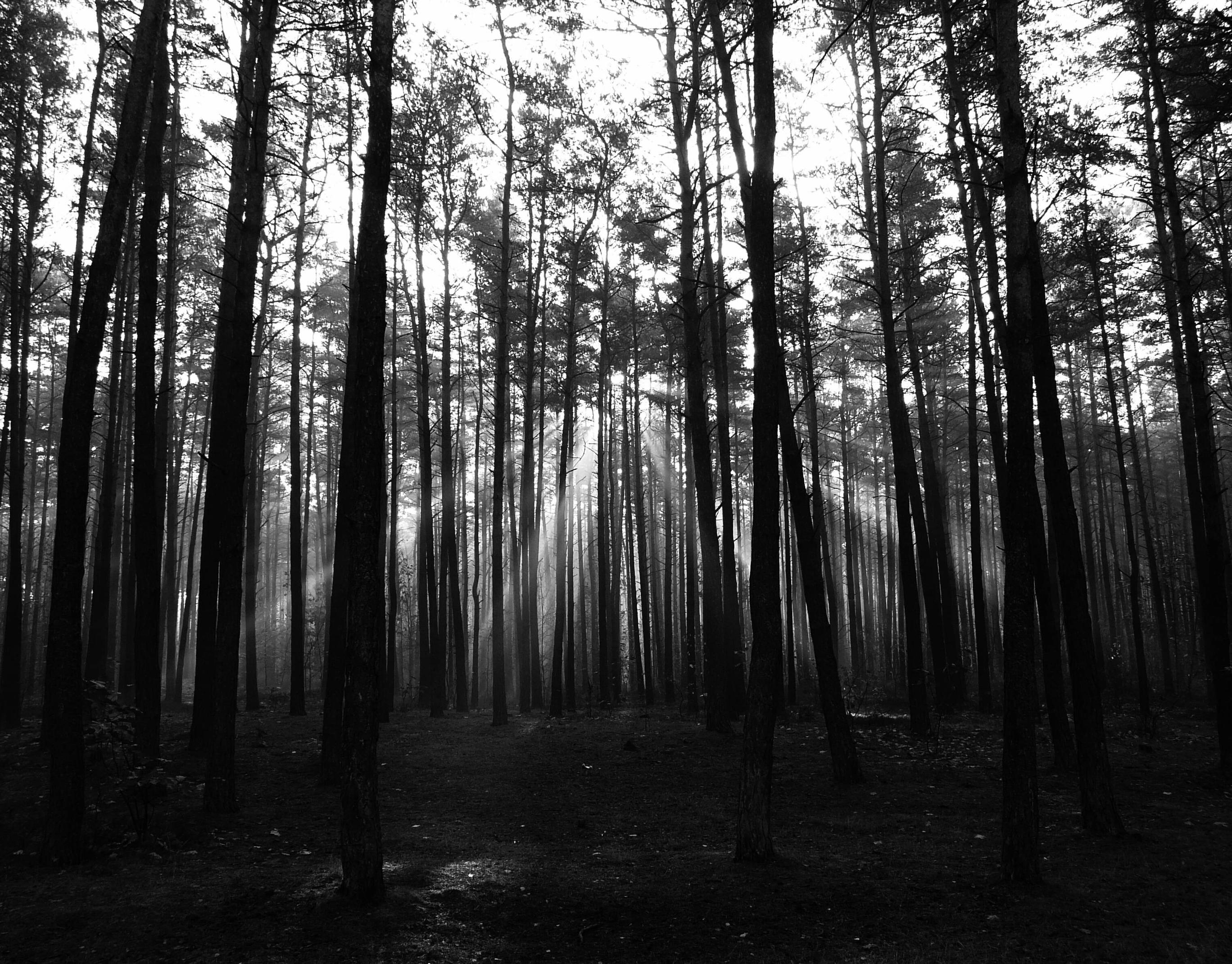 Dark Forest Backgrounds