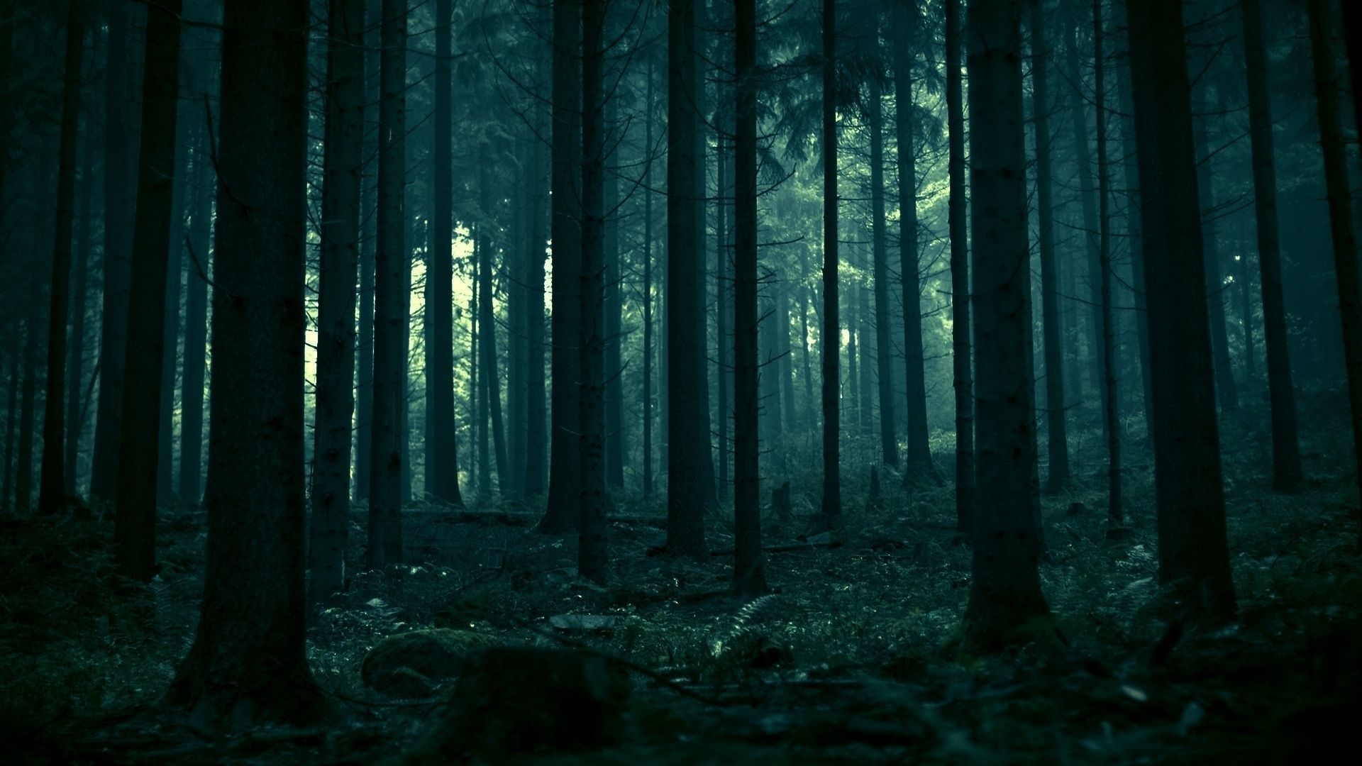 Dark Forest Background - wallpaper.