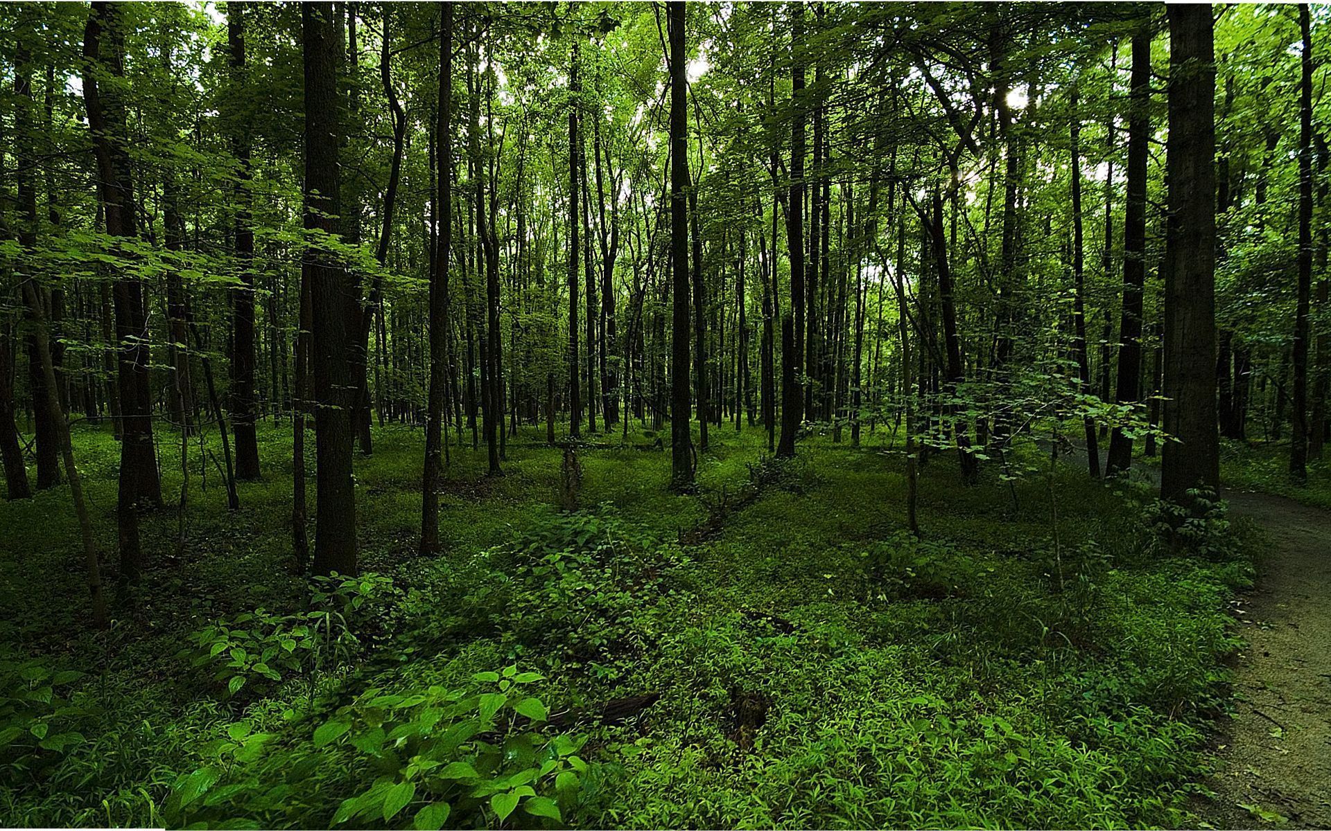 Green Forest Backgrounds