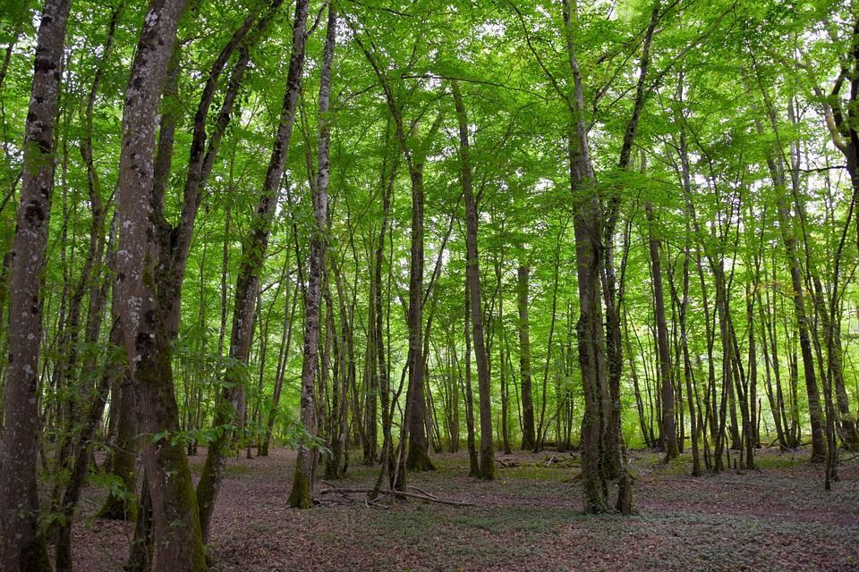 Free photo: Forest, Background, Green - Free Image on Pixabay ...
