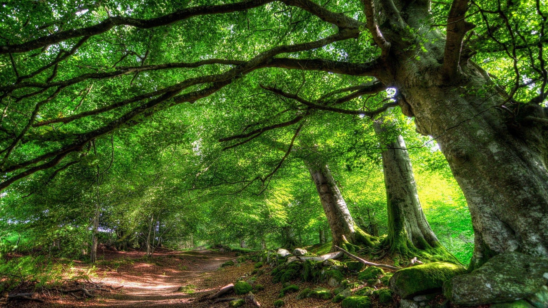 HDR Forest Background wallpaper | 1920x1080 | #30571