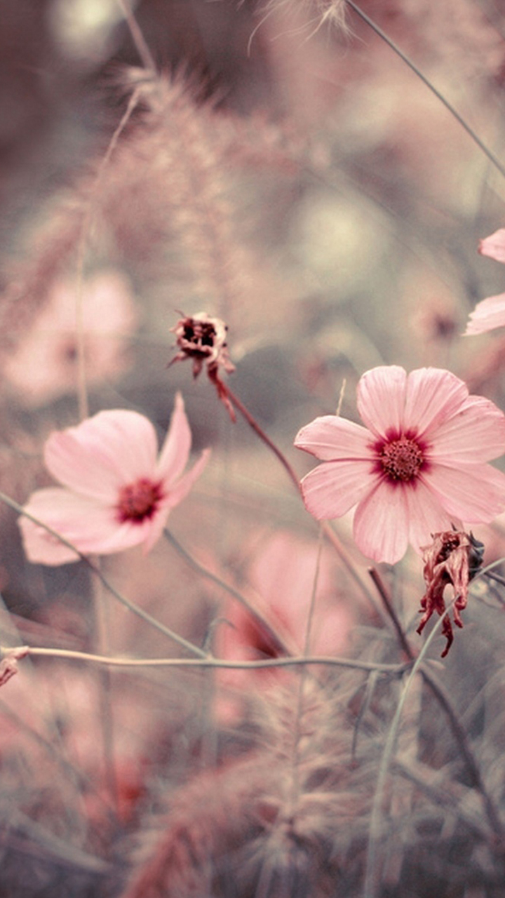 Pink flower for LG G Flex wallpaper - android wallpapers free download