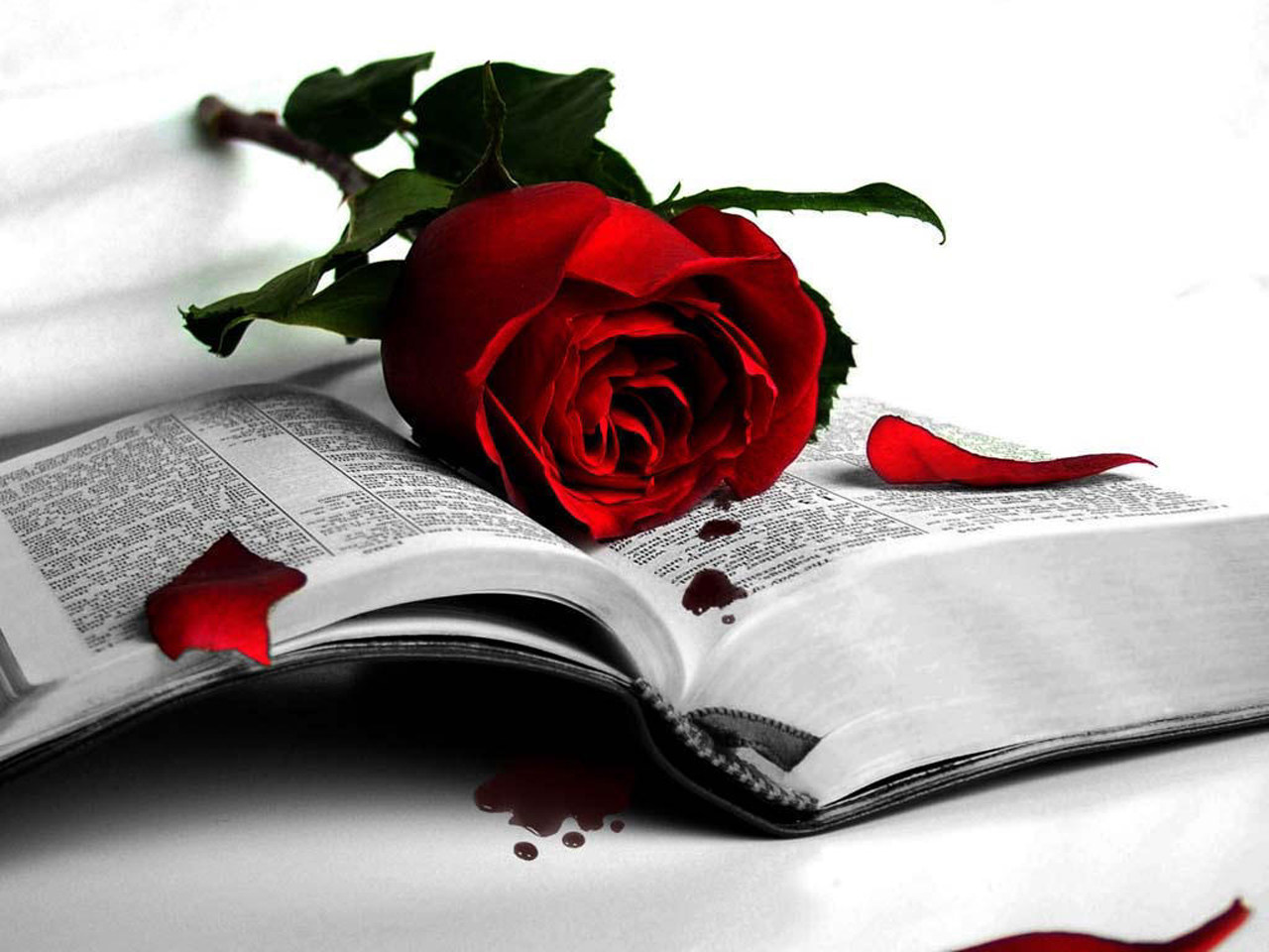 Dark Love With Red Rose And Blood HD Wallpaper | Best Love HD ...