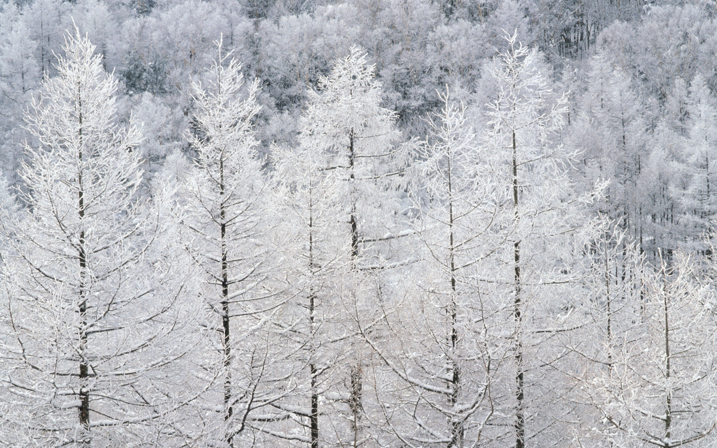 Widescreen LCD display ] 1440*900 Winter Snow Photos - Snow Scenes ...
