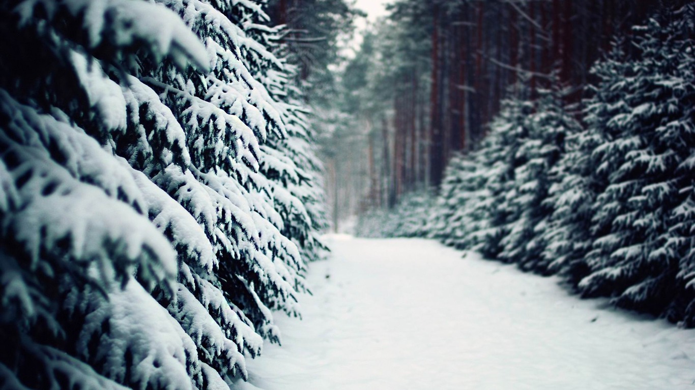Snow road in the forest-winter scenery HD Wallpaper - 1366x768 ...