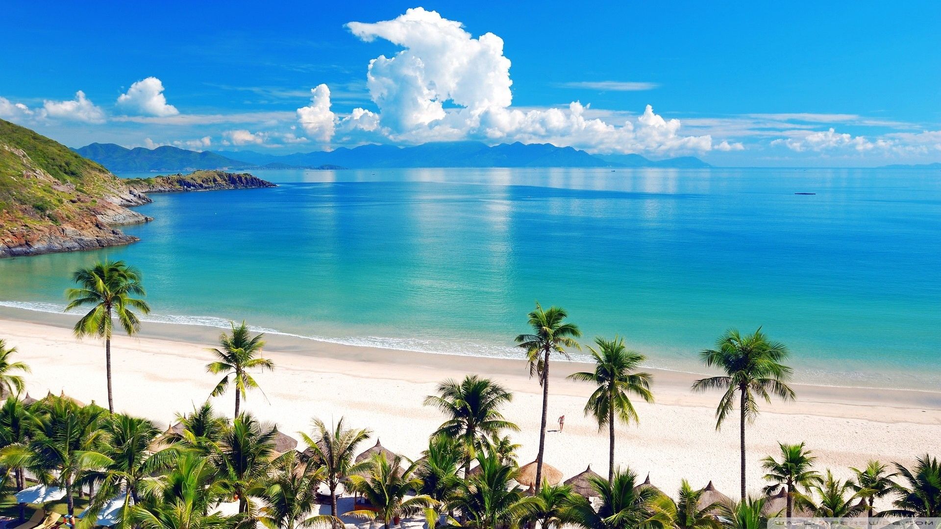 Sea, Beach, Palm Wallpaper | HD Wallpapers Download