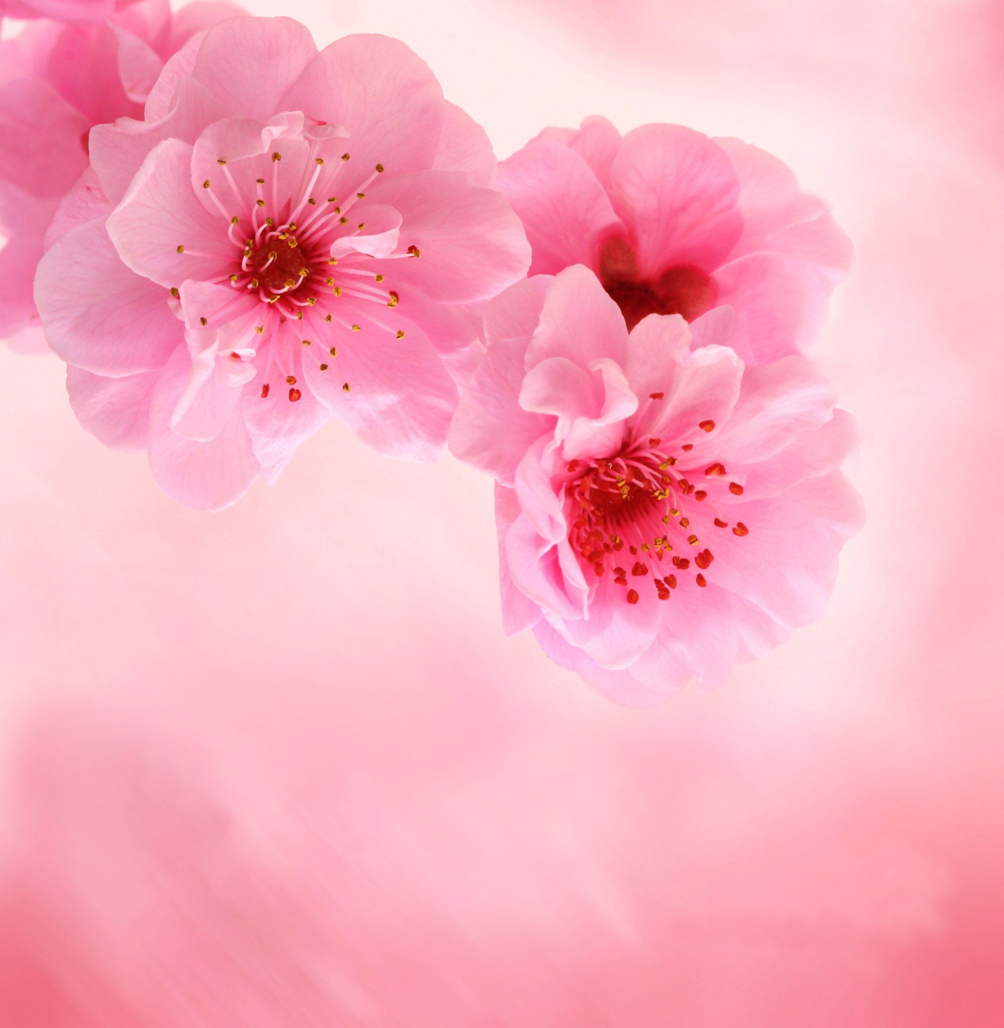 High Resolution Flowers Wallpapers