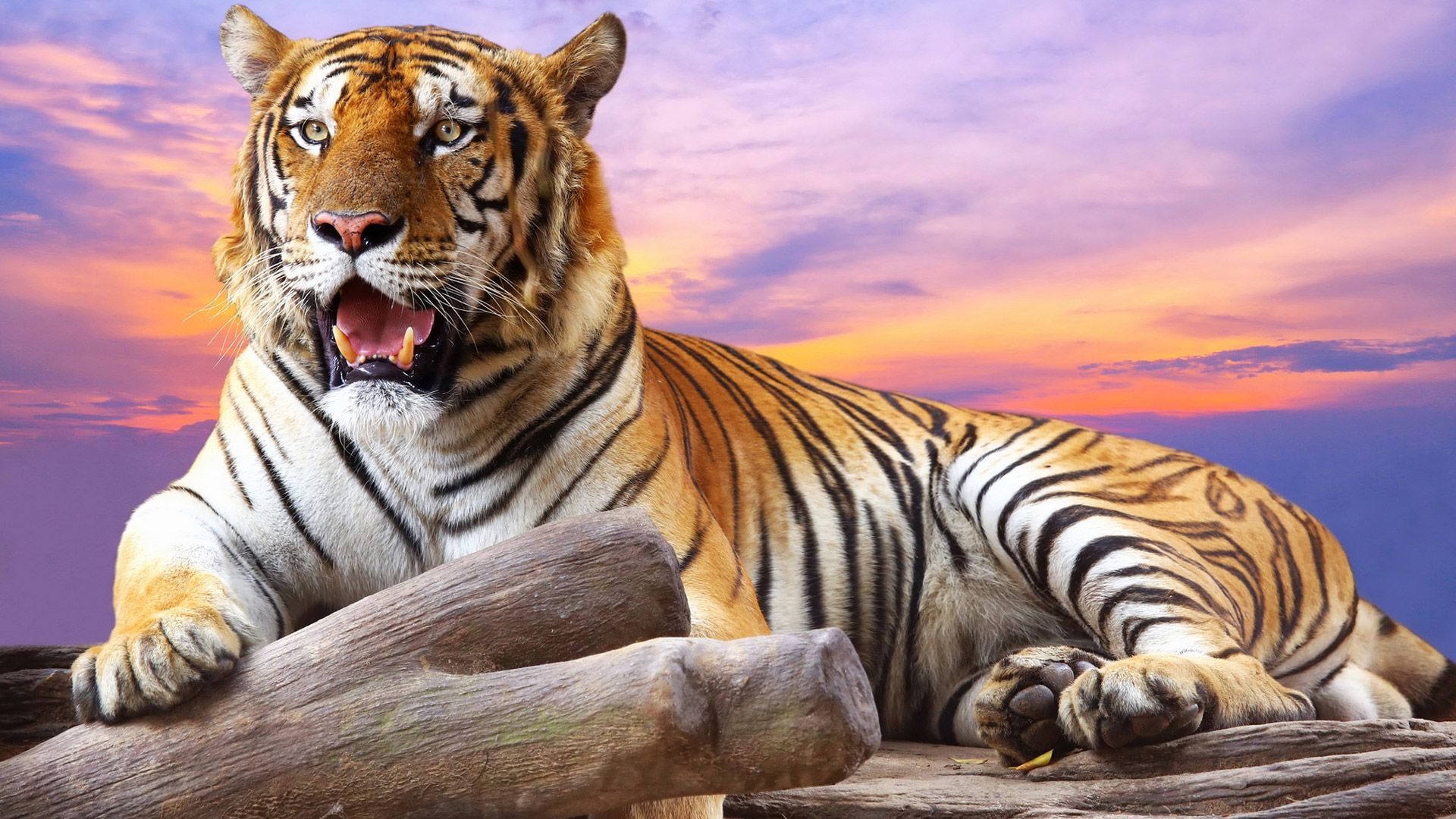 Wild Tiger in mood wallpapers – Free full hd wallpapers for 1080p ...