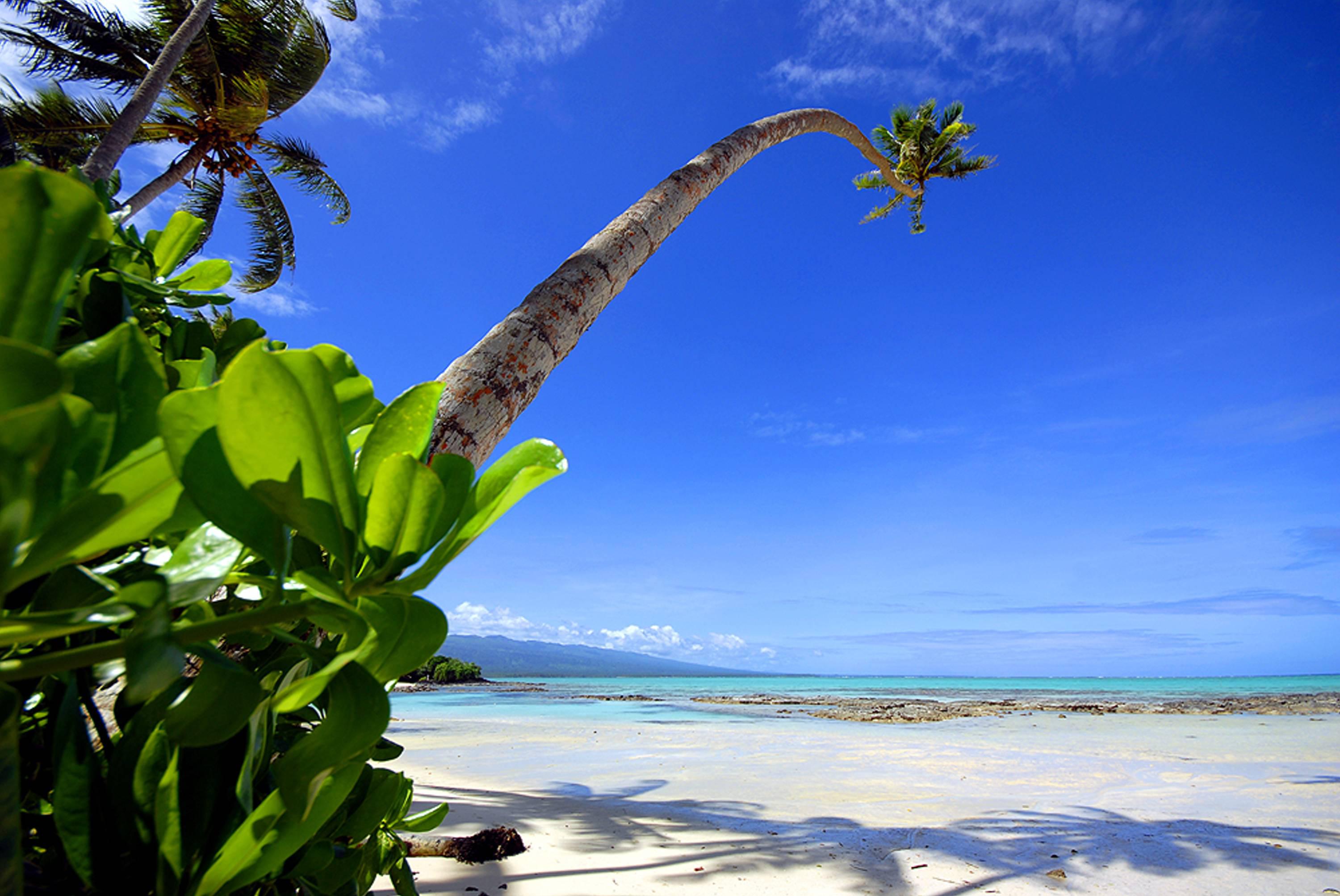 Palm tree on beach samoa - High Quality and Resolution
