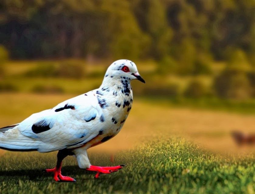 Pigeon New HD Wallpapers | Pigeon Images Free | Cool Wallpapers