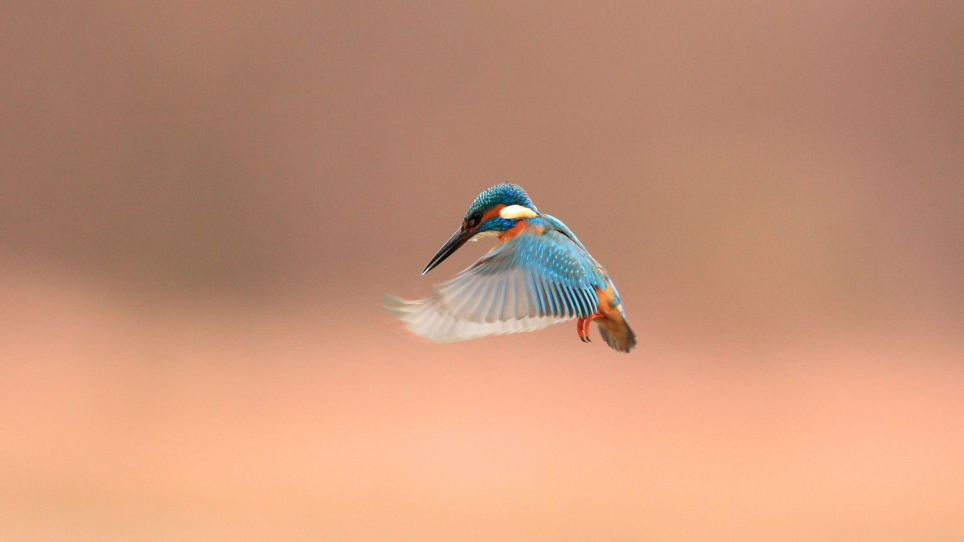 Kingfisher Bird HD Wallpaper | Kingfisher Bird Images | Cool ...