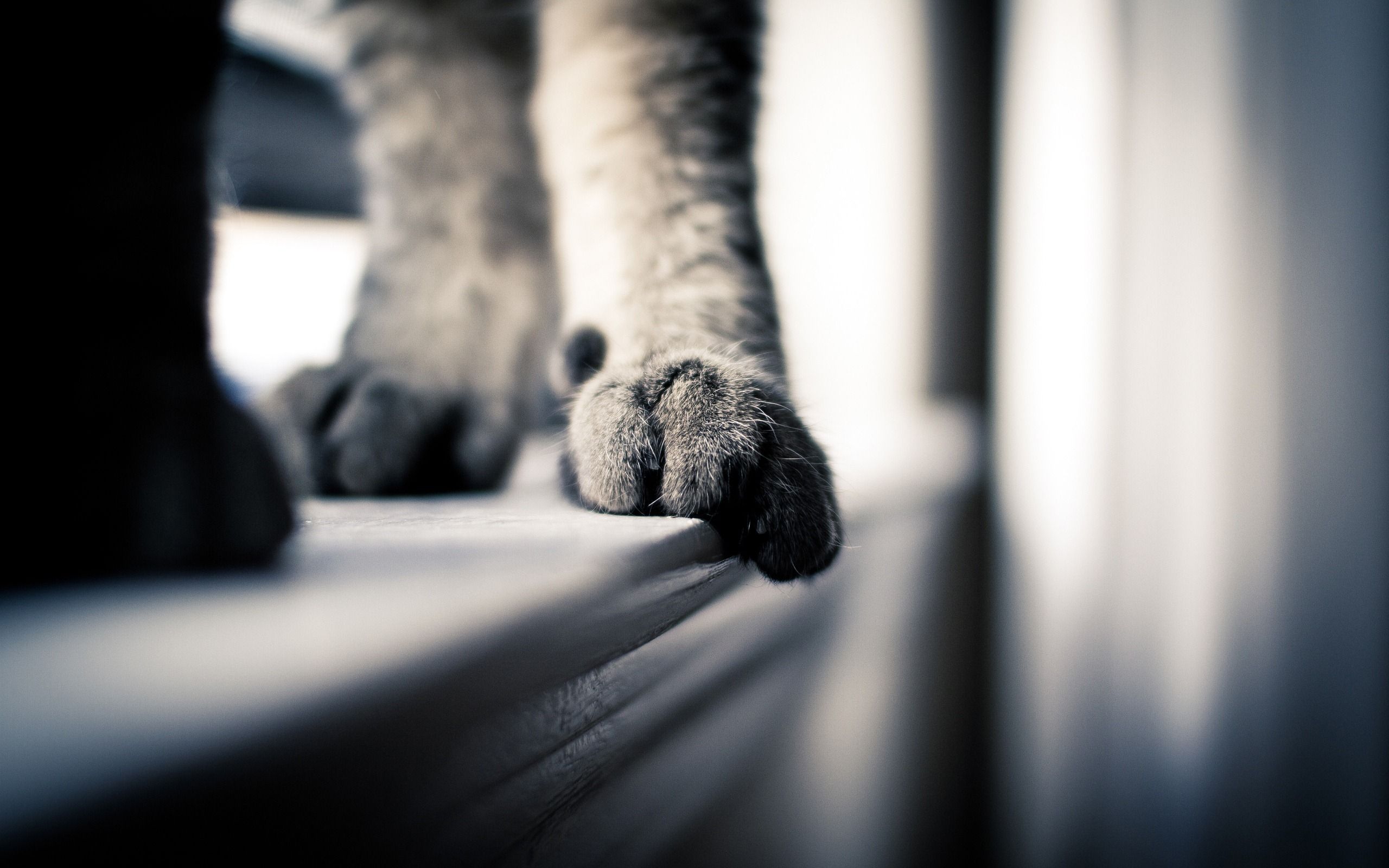 Cat Foot Paws In Windows (id: 61728) – BUZZERG