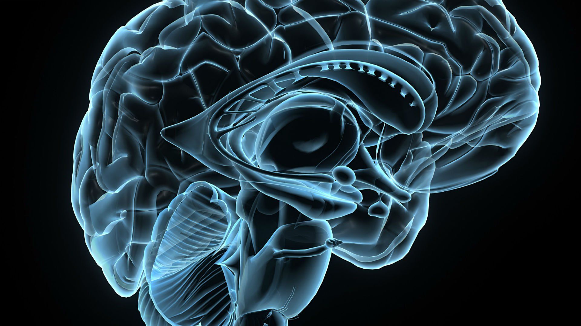 Brain anatomy medical head skull digital 3 d x ray xray