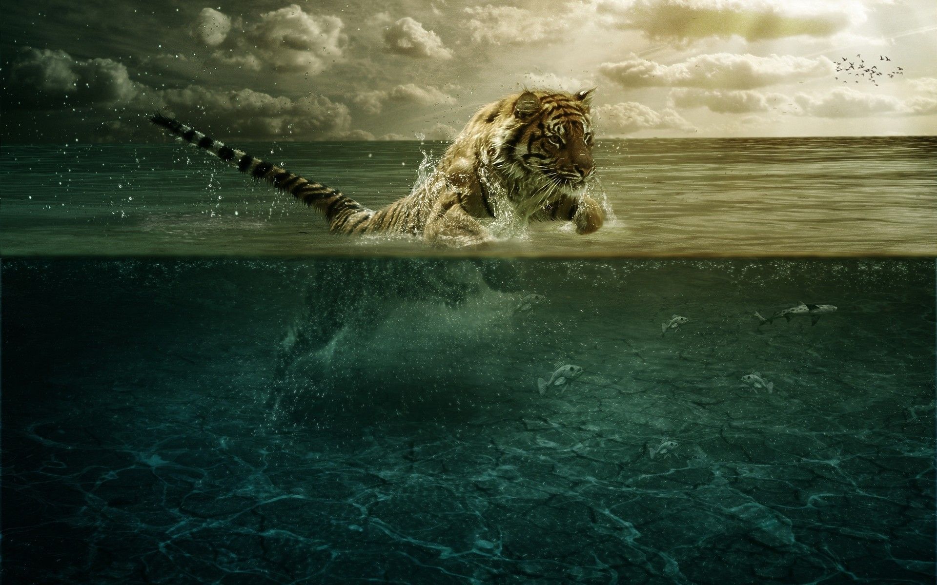 Tiger fishing wallpapers and images - wallpapers, pictures, photos