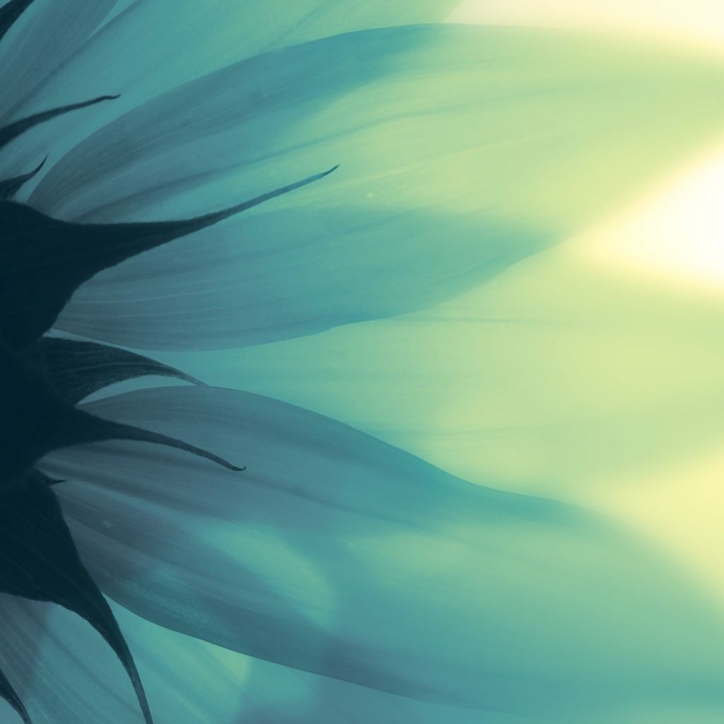 Cool Summer Flower Transparent Petal iPad Wallpaper Download ...