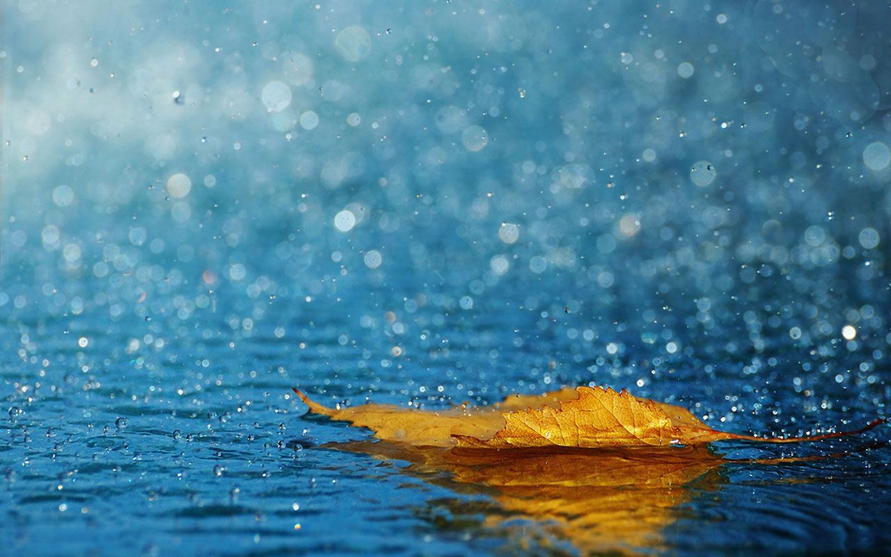 Leaf-In-Rain-Desktop-Wallpapers.jpg