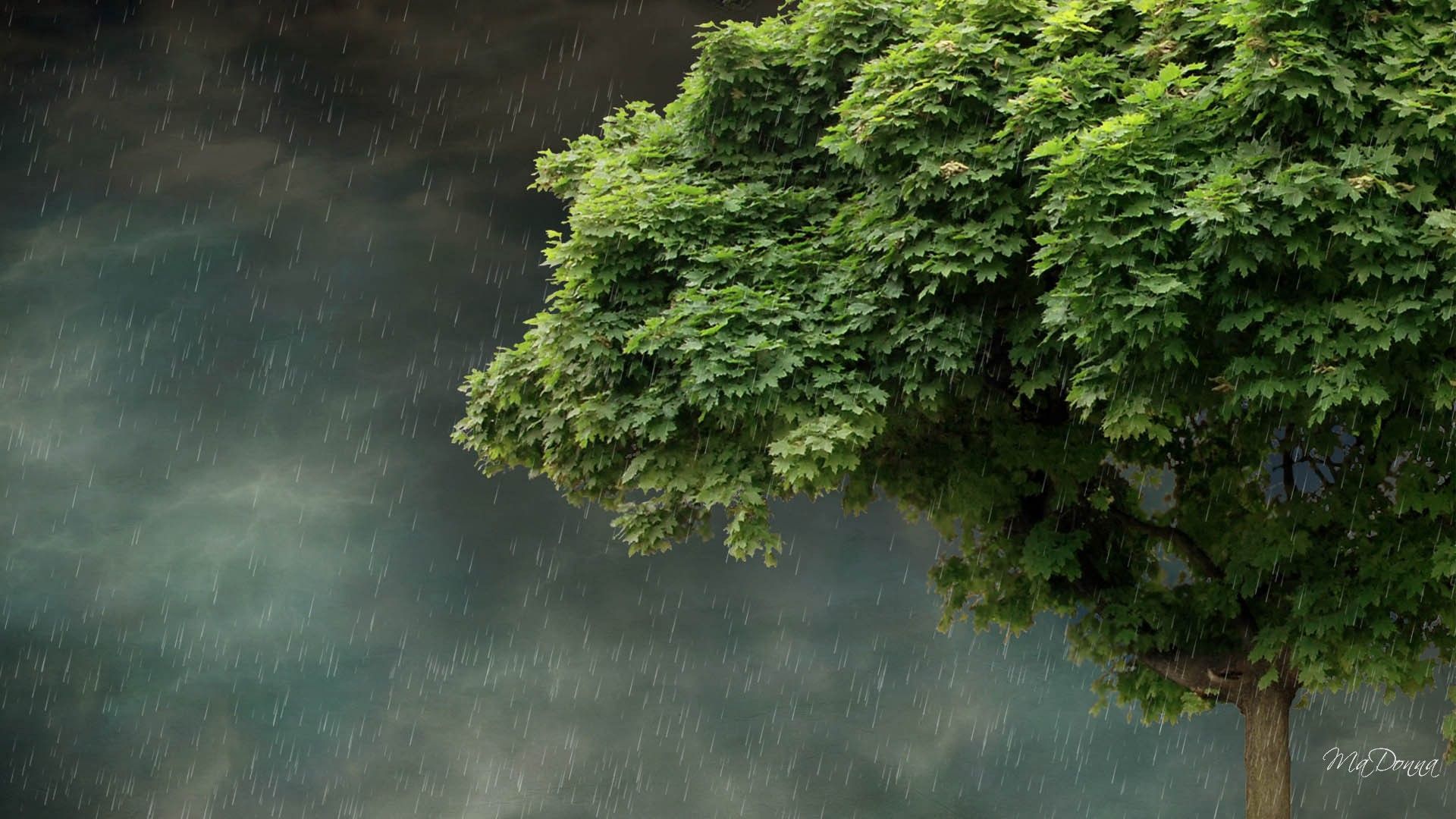 spring-rain-wallpaper.jpg
