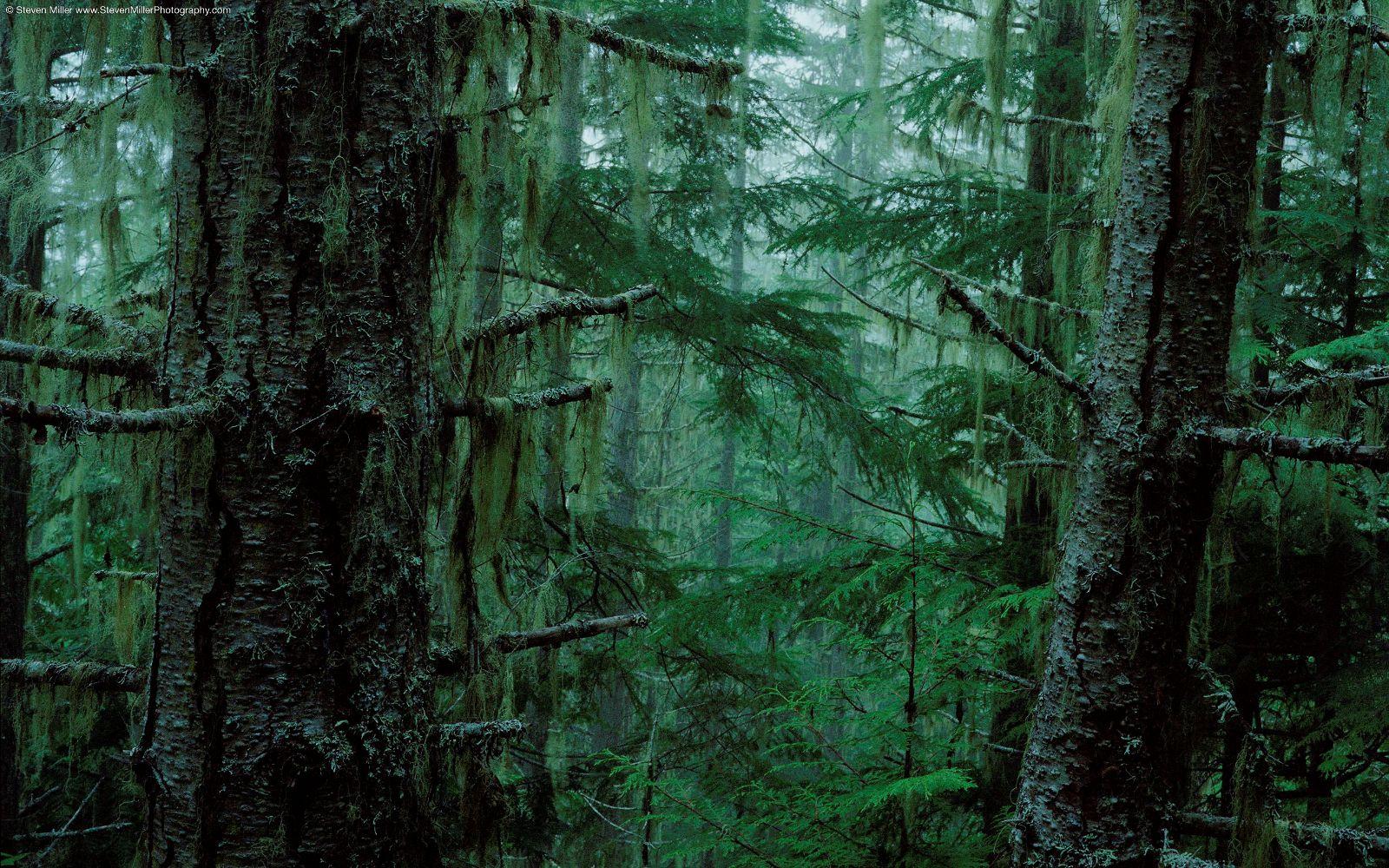 Top Rain Rainy Forest Images for Pinterest
