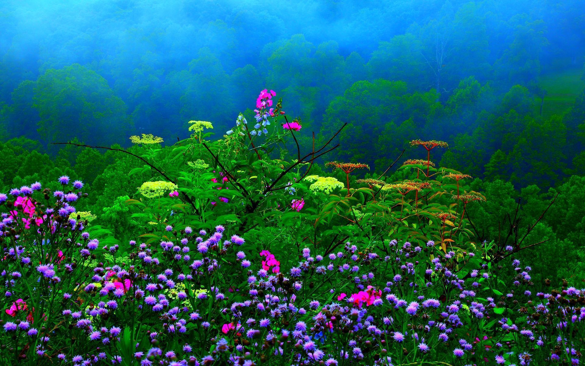 Dream Spring 2012 - spring rain Wallpapers - HD Wallpapers 96975