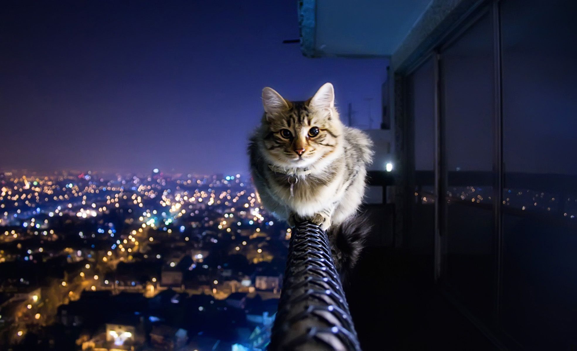 HDwallpapers cityscape cat high definition wallpaper download