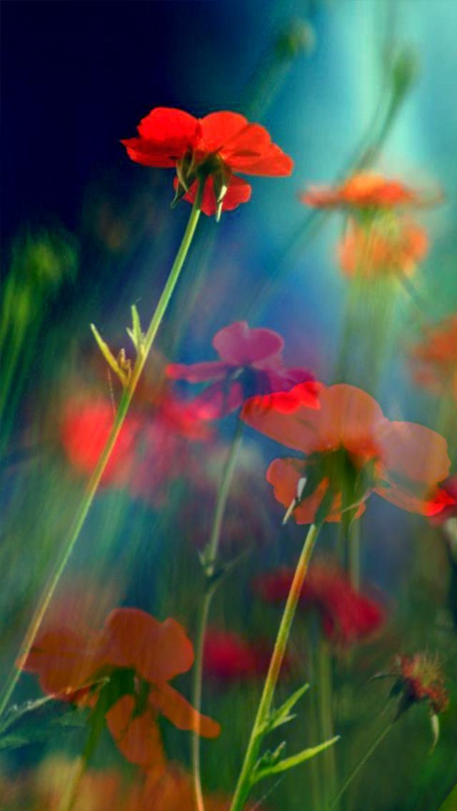Red-Flowers-iPhone5-mobile-phone-wallpaper-HD.jpg
