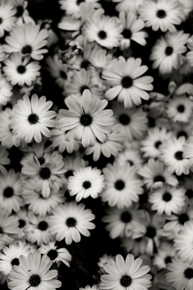 Gallery for - black white wallpapers iphone