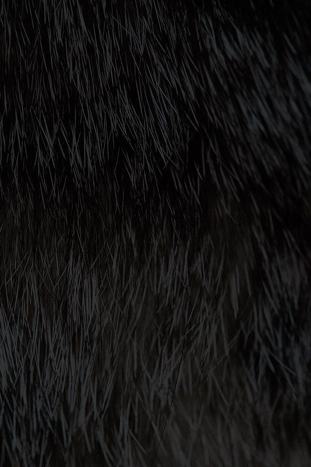 FREEIOS7 | cat-fur-rawrdis-black - parallax HD iPhone iPad wallpaper