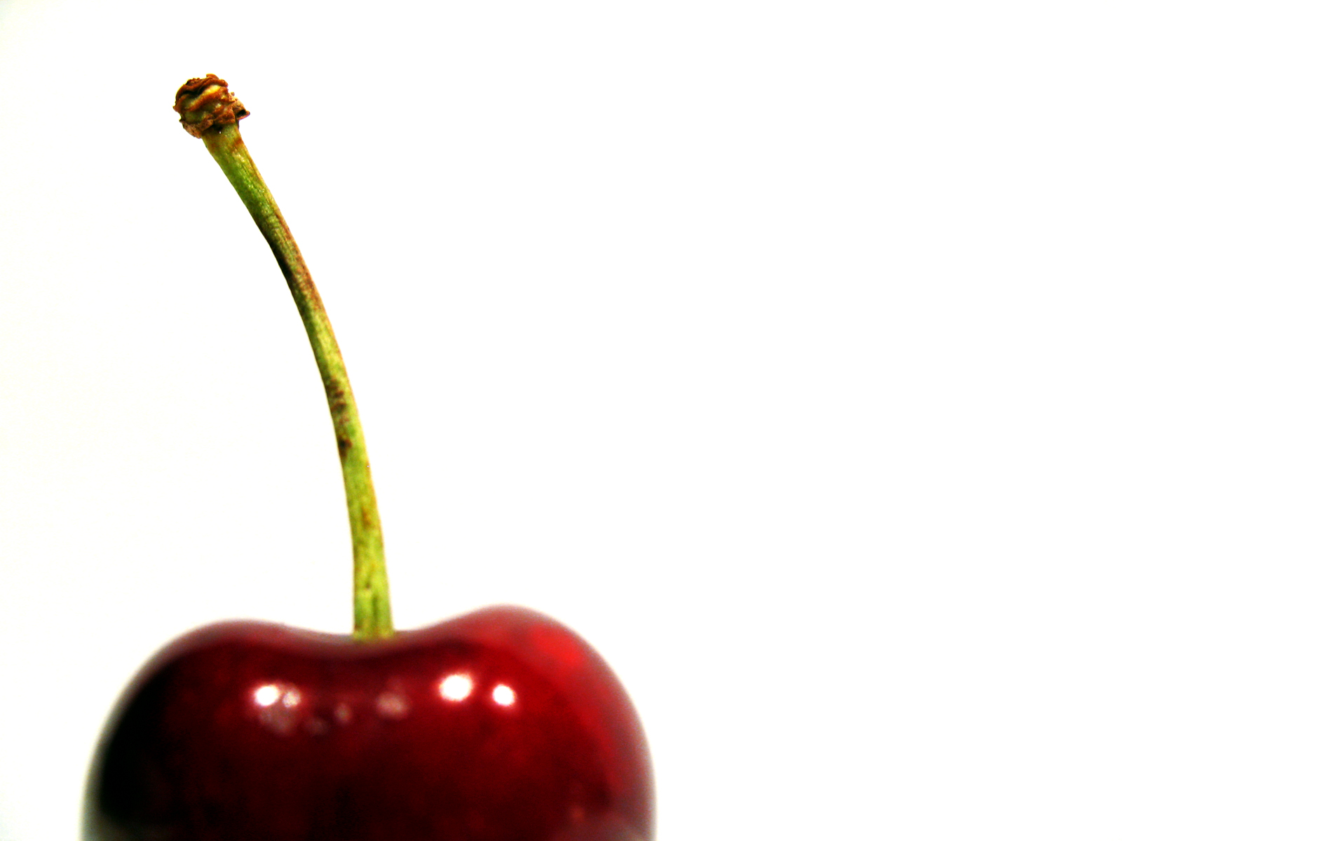 focused attention on cherry | wallpapers55.com - Best Wallpapers ...