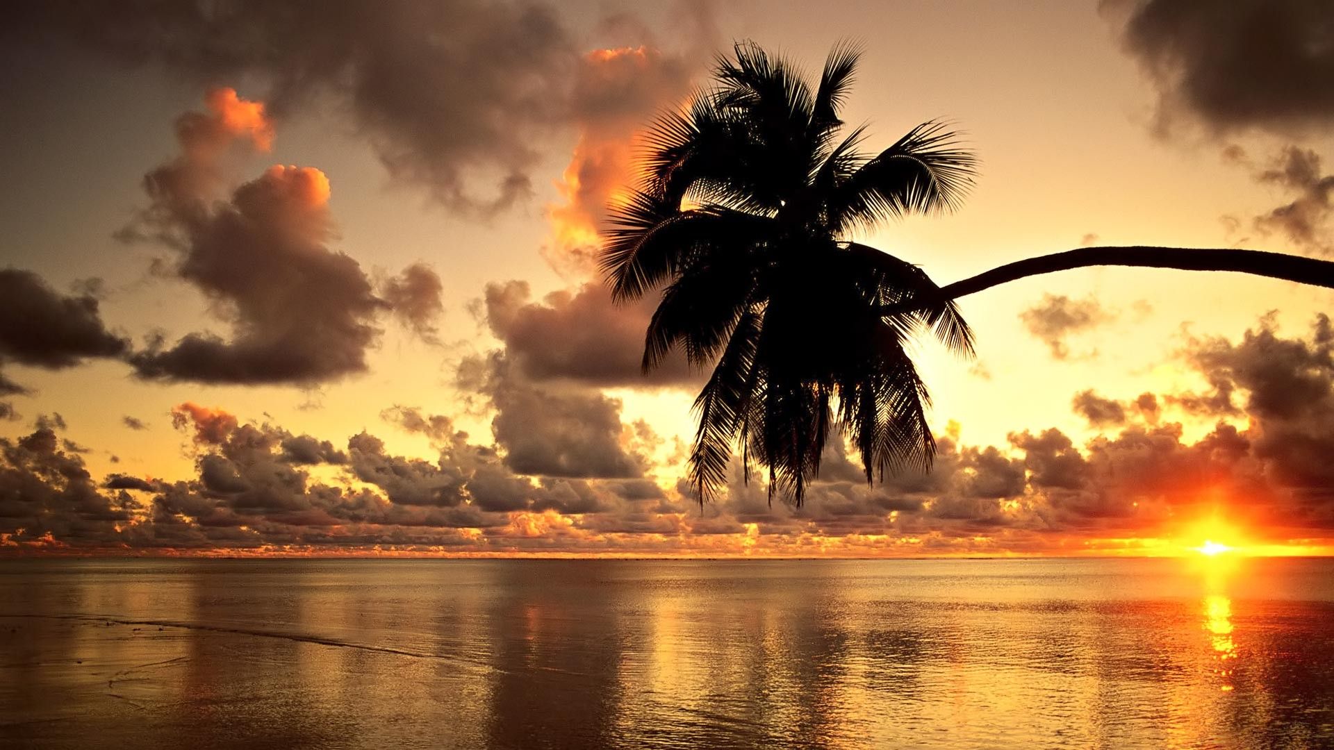 Ocean Sunset With Palm Trees - wallpaper.