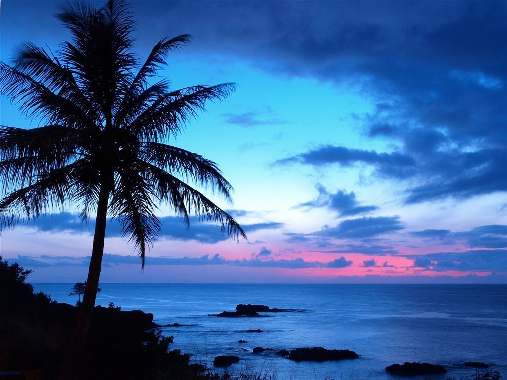 Ocean Sunset With Palm Trees - wallpaper.