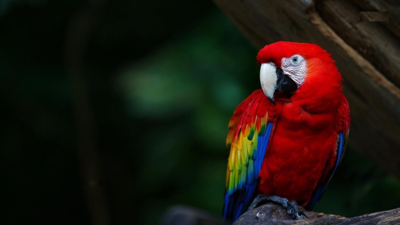 Scarlet Macaw Birds Wallpapers Scarlet Macaw Pictures Cool