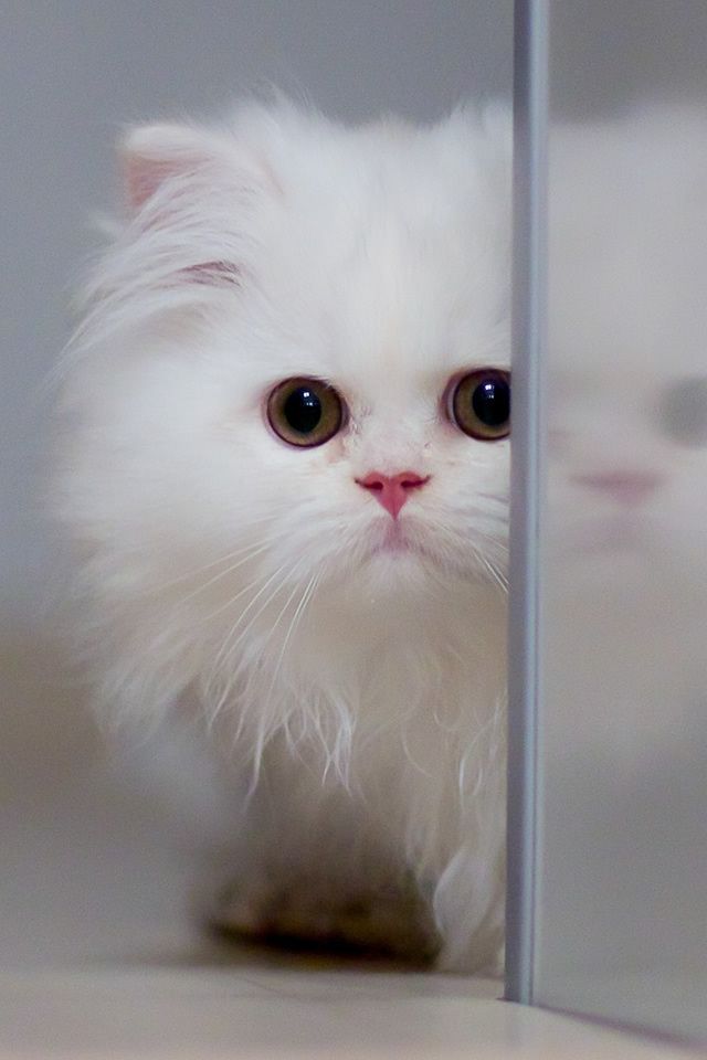 Cute White Cat iPhone 4s Wallpaper Download | iPhone Wallpapers ...