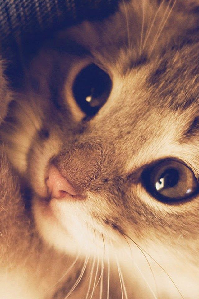 Cute Cat Kitten Naive Animal Macro iphone 4s wallpaper ilikewallpaper com