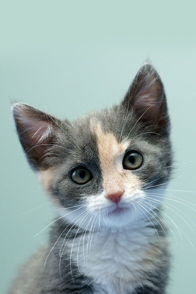 iphone4-Cute-Kitten.jpg