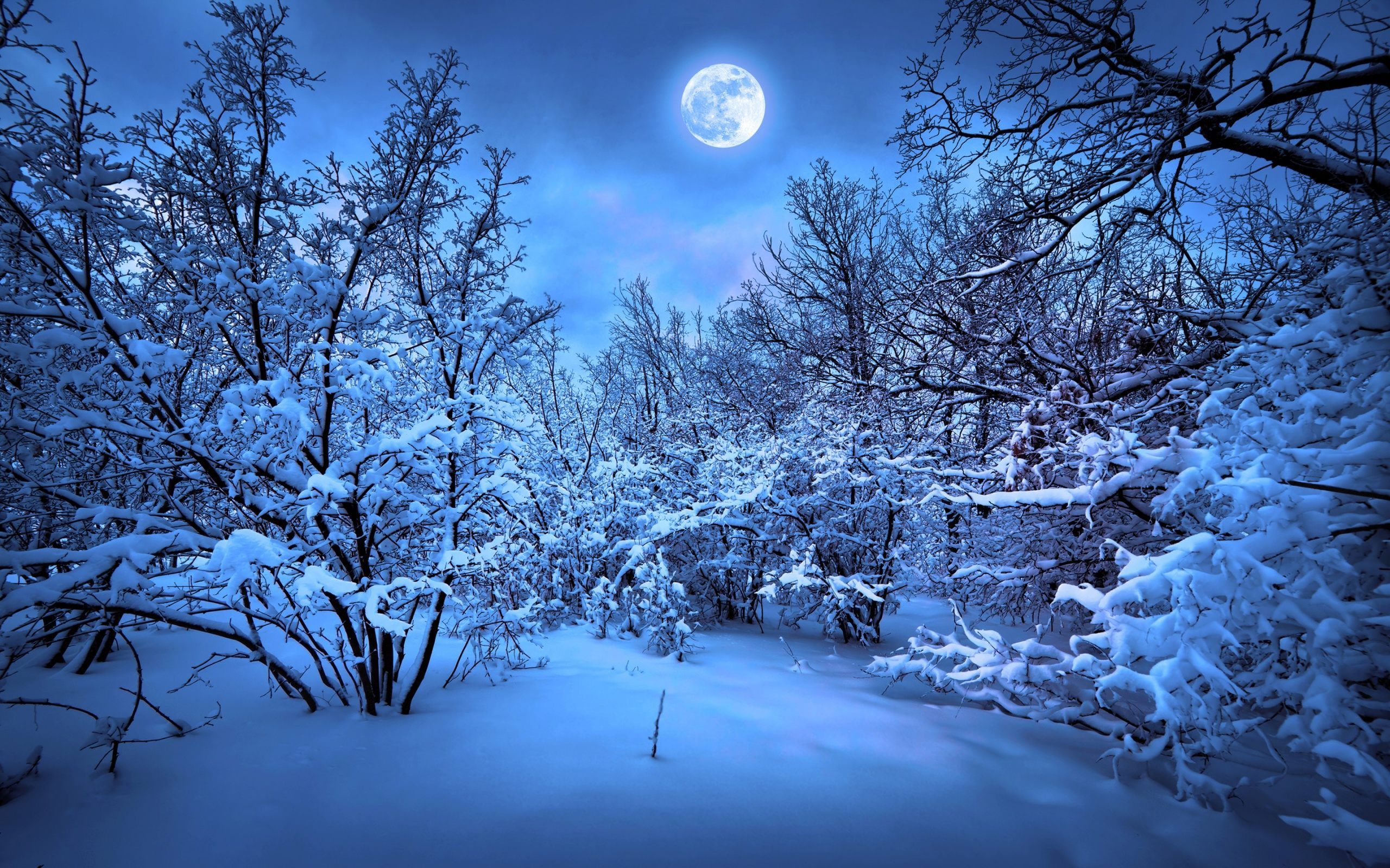 Blue Moon Good Night Wallpaper HD Download For Desktop