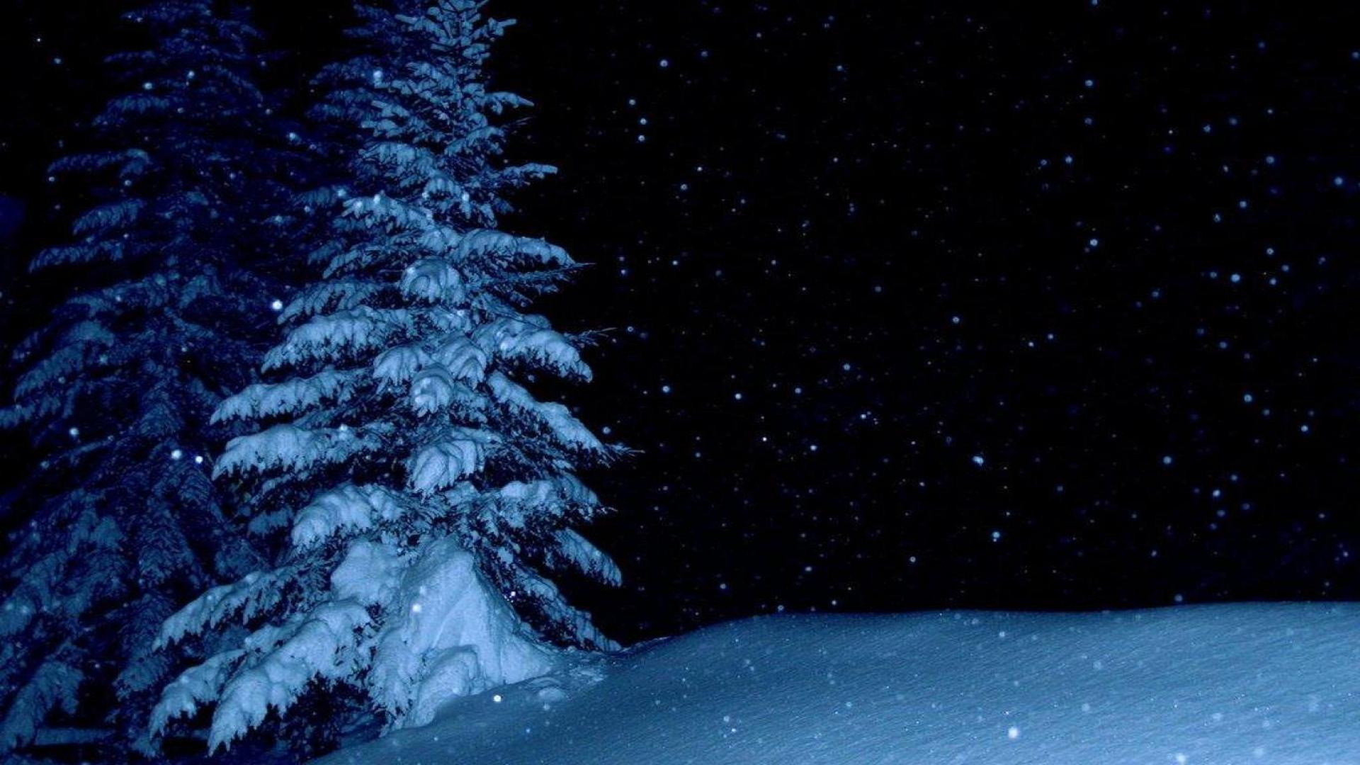 Ночные сугробы. Зимний лес ночью. Зимняя ночь. Елки в снегу ночью. В новогоднем лесу.