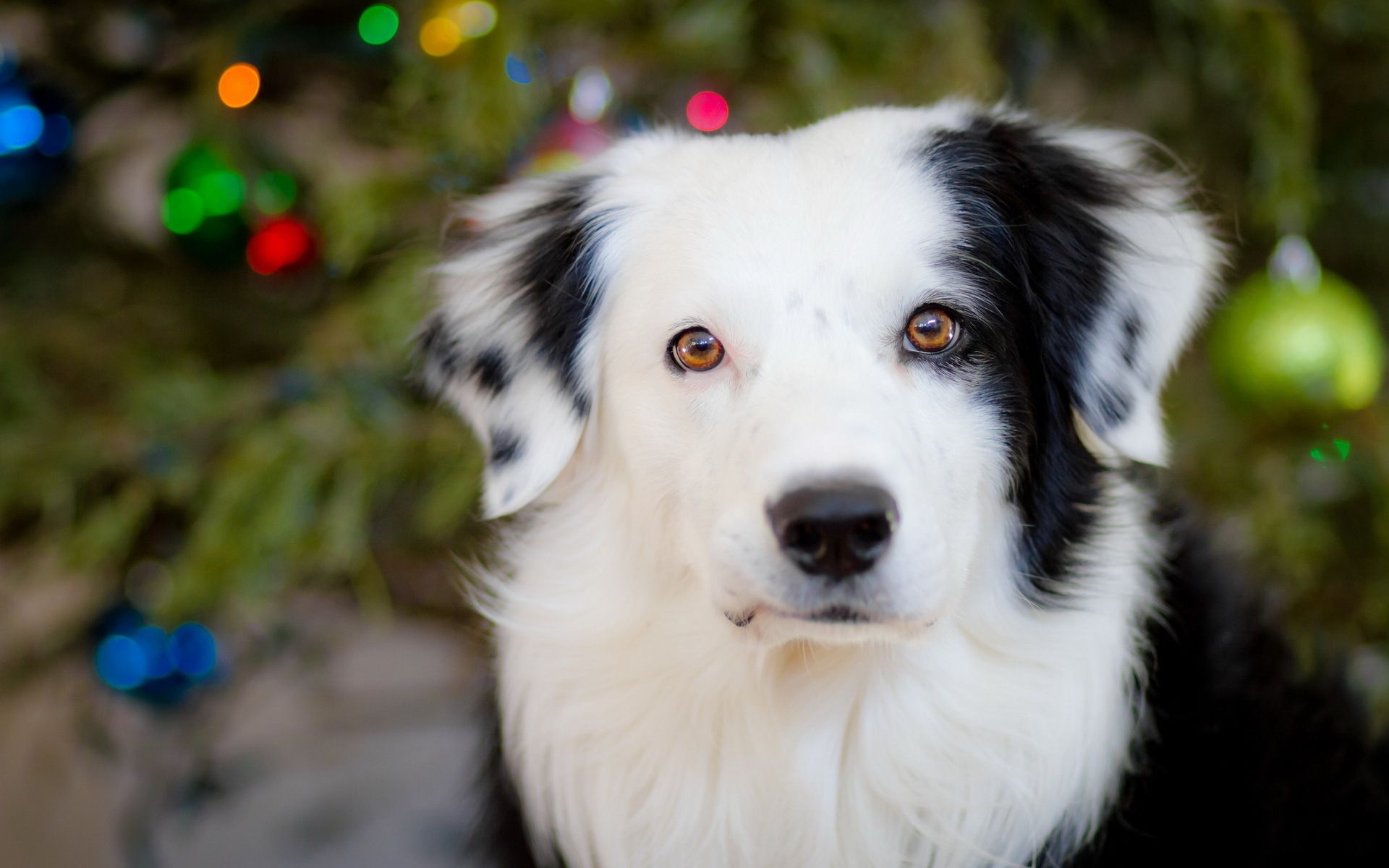 Australian Shepherd dog near a Christmas tree wallpapers and other