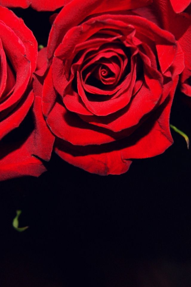 Download Wallpaper 640x960 Roses, Flowers, Buds, Red, Black ...