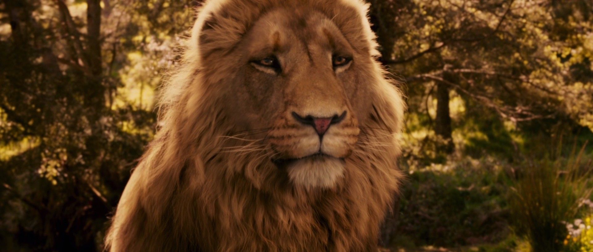Pictures Of Narnia The Lion The Witch And The Wardrobe - Wallpaper