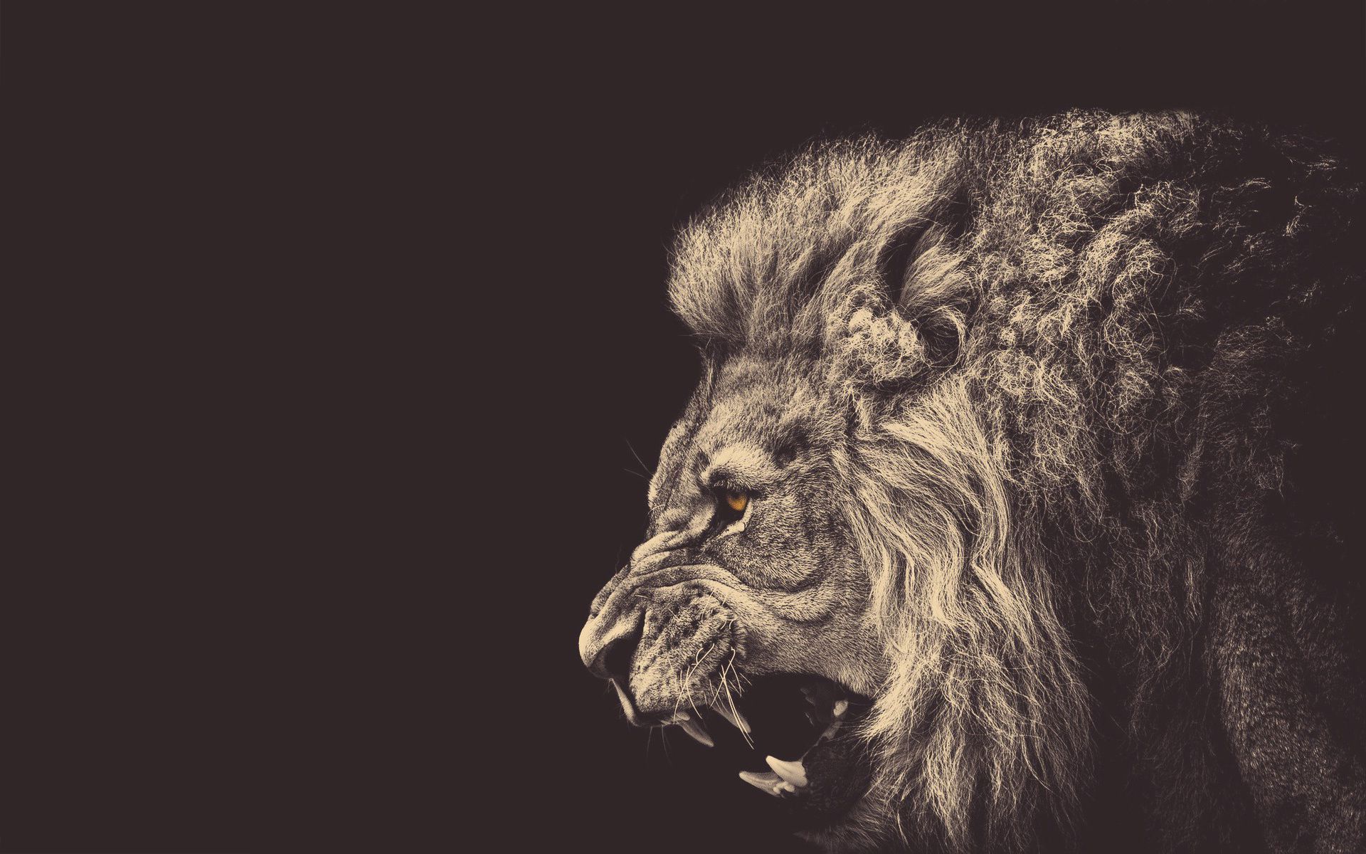 IMAGE | angry lions wallpaper