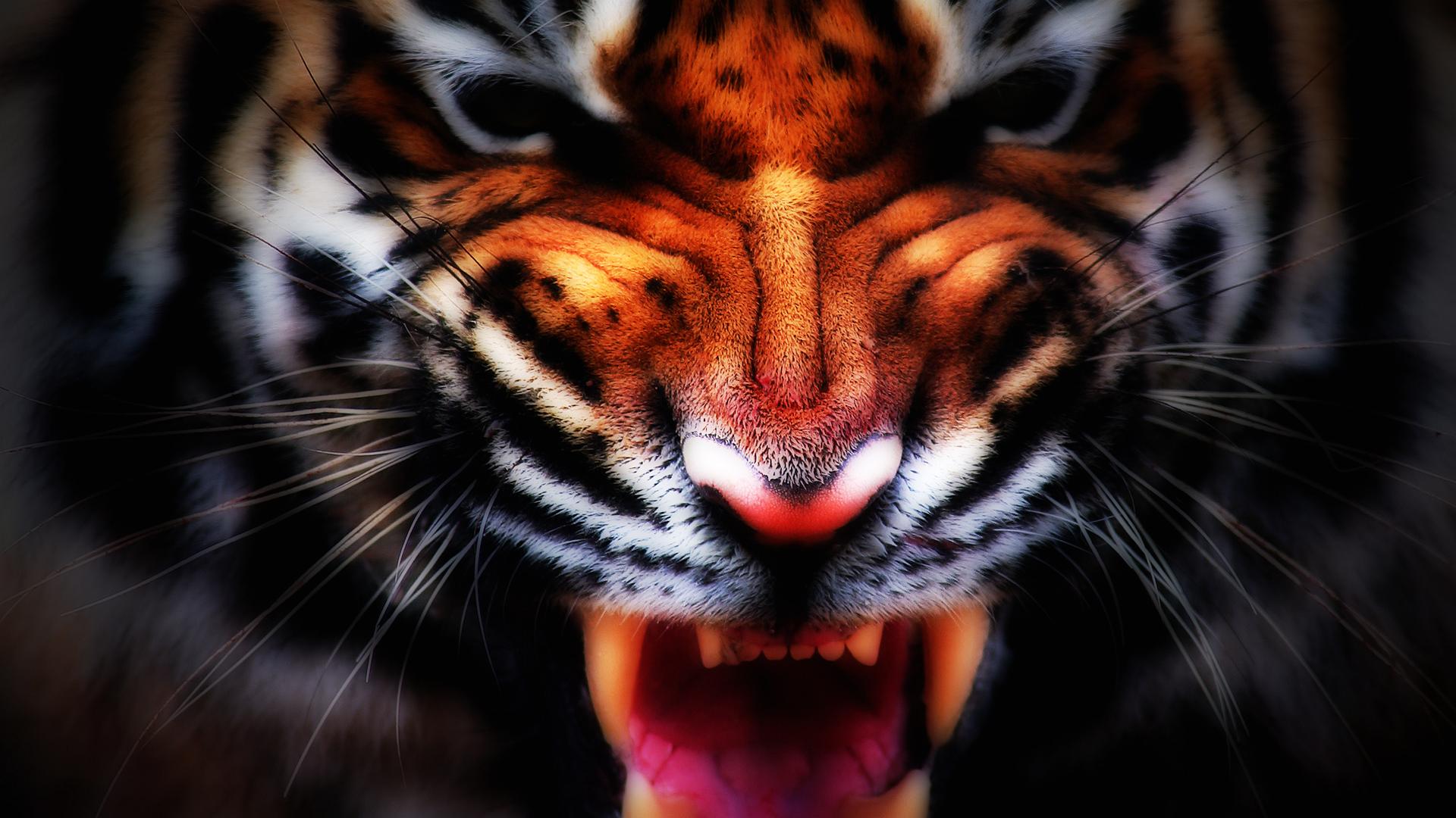 Wallpaper Angry Tiger - 1920 x 1080 - Animals Pets Puppies Awesome
