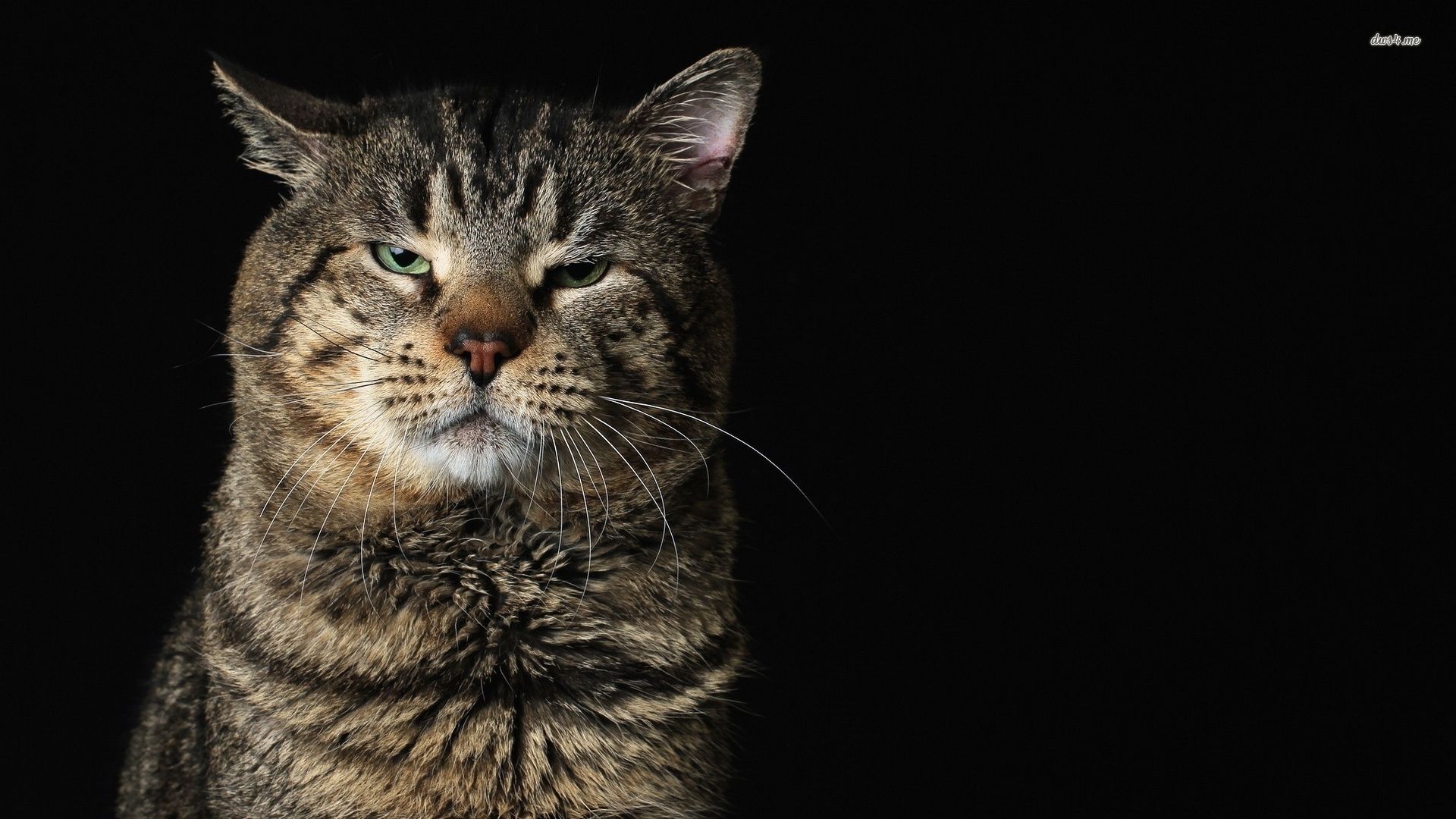 Angry cat wallpaper - Animal wallpapers -