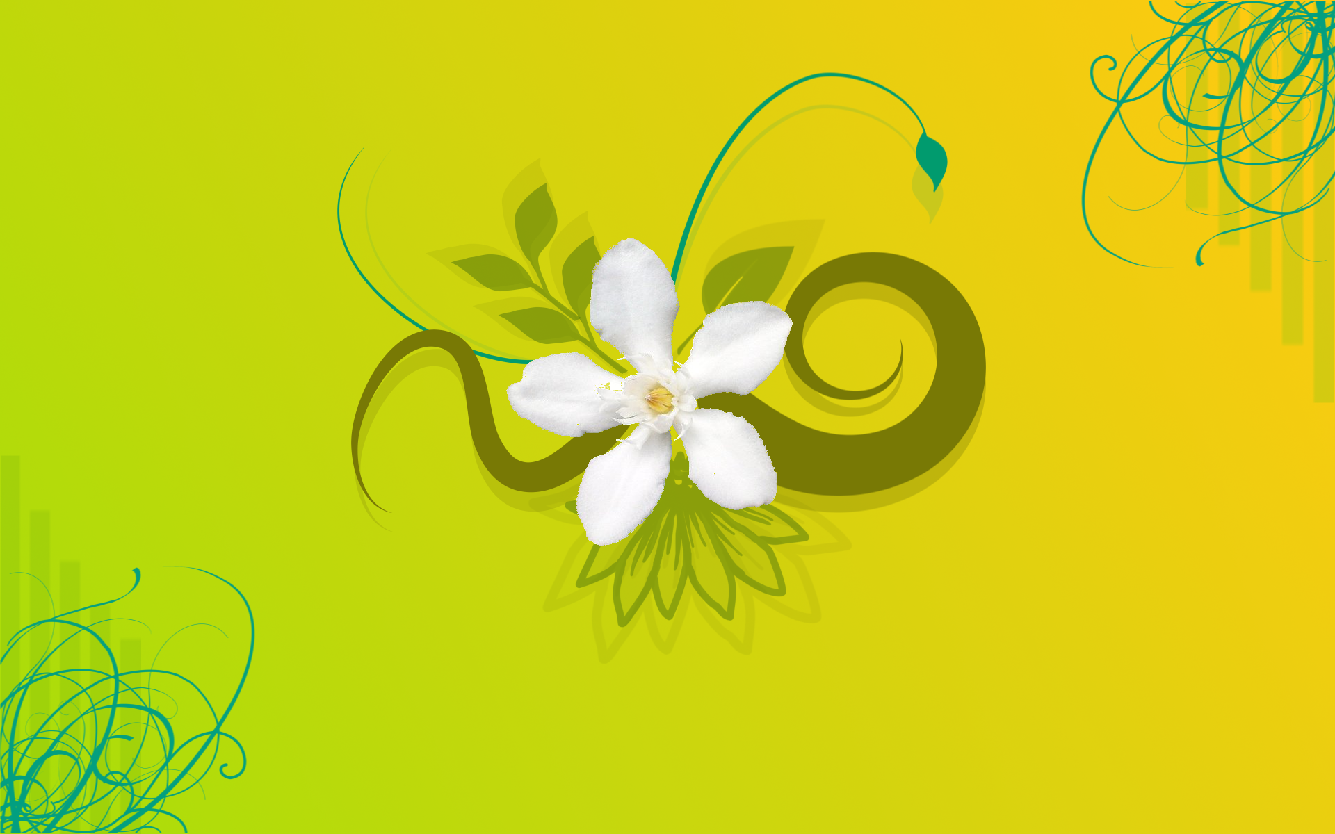 Jasmine Flower HD Wallpapers | Free HD Desktop Wallpapers ...