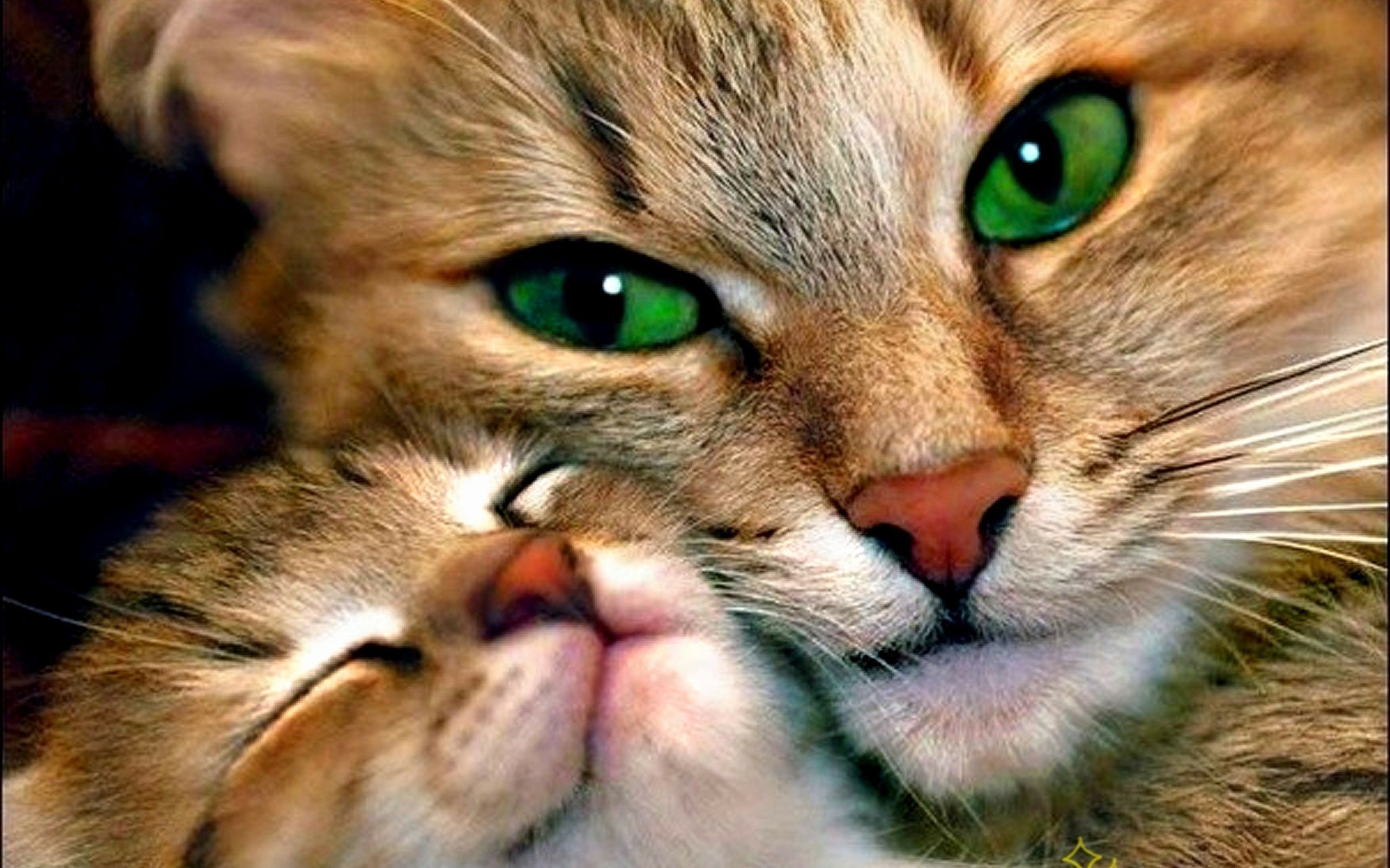 Cats hd wallpapers Page 0 | High Resolution Wallarthd.com
