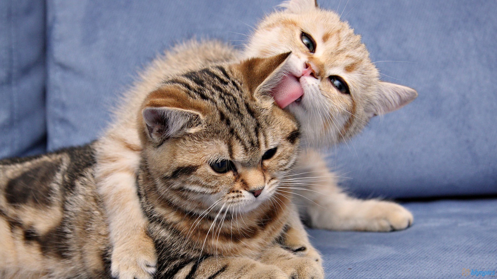 Funny Love Cats Wallpaper Free Desktop | I HD Images