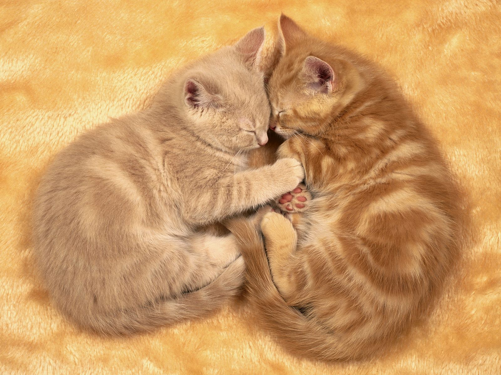 Just Love - Cats Wallpaper (14749954) - Fanpop