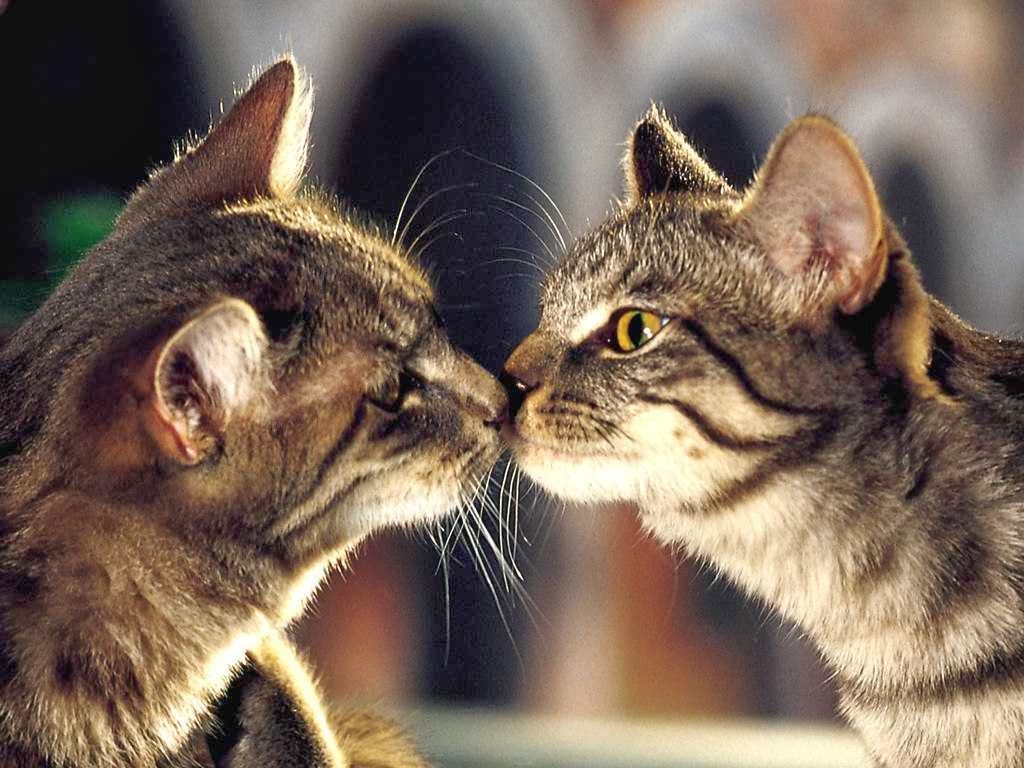 Cute Cat Couple In Love HD Wallpaper | Best Love HD Wallpapers